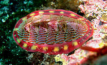 Tonicella-lineata.jpg