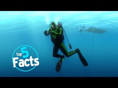 Top 5 Scuba Diving Facts