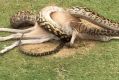 A scrub python was spotted eating a wallaby in the middle of a golf course near Cairns.