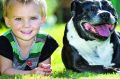 Alex Kenney, 2, with his staffy Leala.