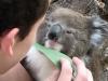 Baby koala just wants a human hug