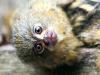 Pair charged over baby monkey theft