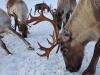 Santa’s reindeer are shrinking