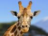Giraffes are headed to extinction
