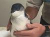 Lost penguin rescued from storm drain