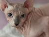 Woman ripped off by ‘hairless cat’