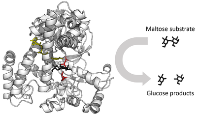 Ribbon diagram of glycosidase with an arrow showing the cleavage of the maltose sugar substrate into two glucose products.