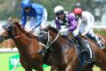 10122016. Sydney Races. Jockey Brenton Avdulla rides Zumbelina to win race 2, The #THERACES Plate, during Sydney Racing ...