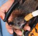 ACT Wildlife Flying Fox coordinator Kirstie Hawkins with the bats that she is currently caring for at her home in Kambah.