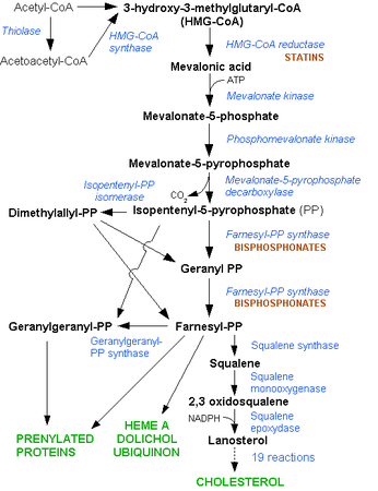 Cholesterol synthesis pathway