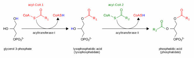 Phosphatidic acid synthesis