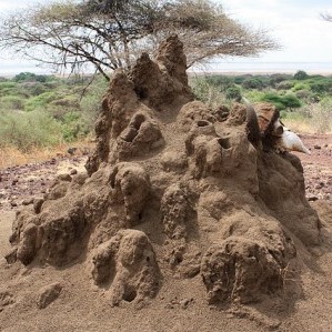 How termites conquered the world