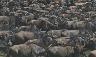 Lake Ndutu Great Wildebeest Migration - TANZANIA. In December 2015, on route to Kusini in the southern reaches of the ...