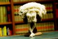 The Australian Lawyers Alliance has warned against proposed criminal trial evidence ...