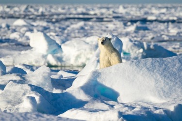 A Polar Bear guarding his catch off of Svalbard.