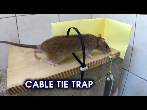 Cable Tie Rat/Mouse Trap