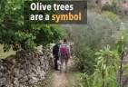 Report: Israeli forces torch olive trees on private Palestinian land