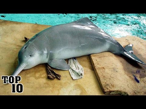 Top 10 Recently Extinct Animals