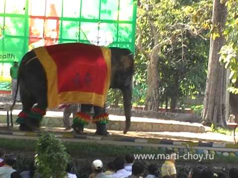 Myanmar. Yangon. Zoo. 2011г. (Янгонский зоопарк)