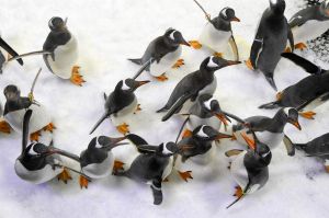 The penguin expedition recreates  their sub-Antarctic conditions, with a temperature of six degrees.