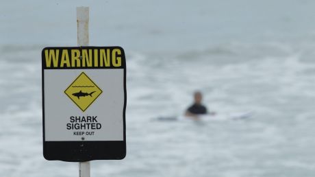 Multiple shark sightings have forced swimmers out the water at Cottesloe and City Beach. 