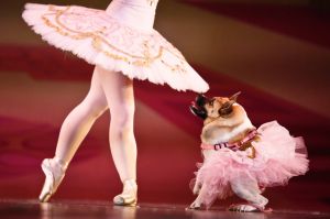 In a Thursday, Dec. 8, 2016 photo, performing as the Sugar Plum Fairy, Katherine Free, left, dances with Pig, the dog, ...