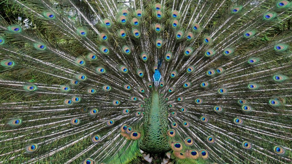 A peacock displays its colorful feathers at a zoo in Medan, North Sumatra, Indonesia. 