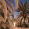 A Drive to Save Saharan Oases <br />As Climate Change Takes a Toll