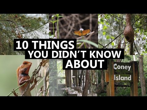 10 Things You Didn't Know About Coney Island Singapore | CNA Insider