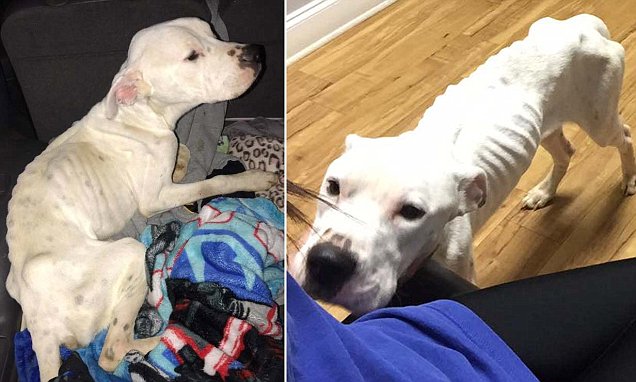 Lucky the boxer mix who was emaciated after a pet sitter 'moved away and left him to die'