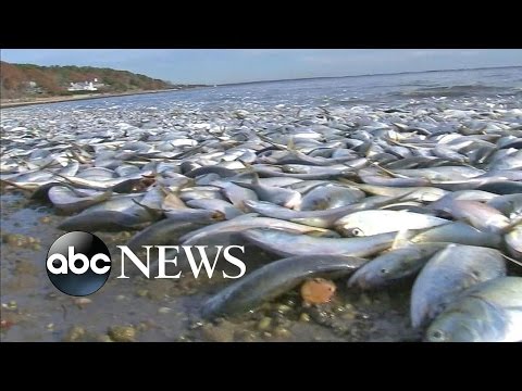 Thousands of Fish Found Dead in Long Island Canal