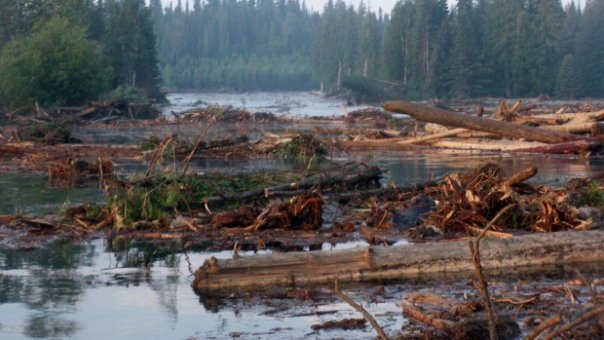 Mount Polley tailings pond trees