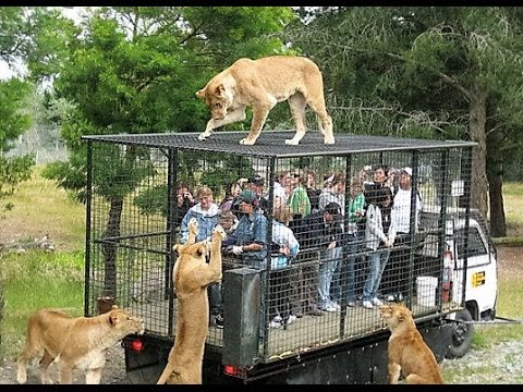 8 Zoo Fails