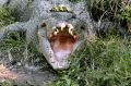 A crocodile on the banks of the Daintree River, north of Cairns.