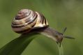 Slugs and snails produce slime which provides a protective buffer between their delicate thin skins and soft bodies and ...