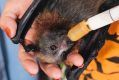 A malnourished flying fox pup getting cared for by ACT Wildlife volunteers