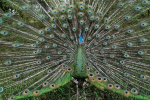 A peacock displays its colorful feathers at a zoo in Medan, North Sumatra, Indonesia. 