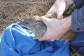 A southern brown bandicoot.