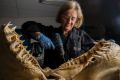 Professor Jenny Ovenden extracting DNA from the jaw of a juvenile female white shark.