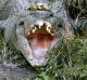 A crocodile on the banks of the Daintree River, north of Cairns.