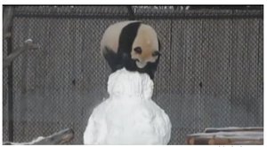 Panda caught on video playing with snowman