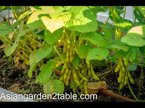 How to grow green soybean in back yard garden （毛豆/黄豆）