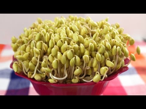 How to grow Soybean Sprouts (Kongnamul: 콩나물)