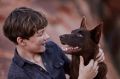 Levi Miller and Phoenix in <i>Red Dog: True Blue</i>.