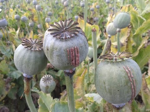 Opium Farming - How do they do it ?