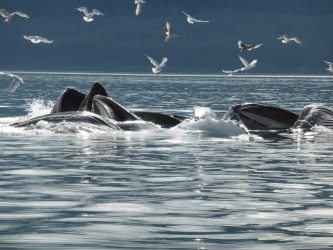 Humpback whales bubble net feeding out of Juneau Alaska. Didn't think I shot the photo at first as the screen was black ...