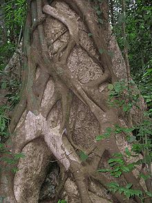 Strangler fig kerala.jpg