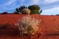 Queensland's Channel Country is a world of colour seen by too few eyes.