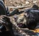 The animals of the National zoo and aquarium get their christmas presents early. Pictured sunbears, lima and meercats. ...