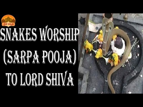 DAIVA SANNIDHI-SNAKES WORSHIP (SARPA POOJA OR PUJA) TO LORD SHIVA AT VARIOUS SHIVA TEMPLES IN INDIA